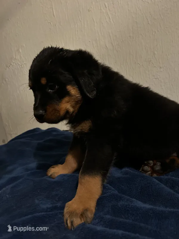 Diesel – Rottweiler puppy for sale in Dayton, OH