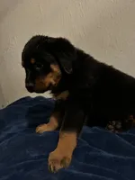 Diesel, a male Rottweiler for sale in Dayton, OH – 1 of 2