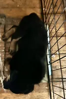 Yellow, a female Rottweiler for sale in Dayton, OH – 2 of 2