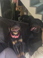 Poppy, a female Rottweiler for sale in Dayton, OH – 5 of 5