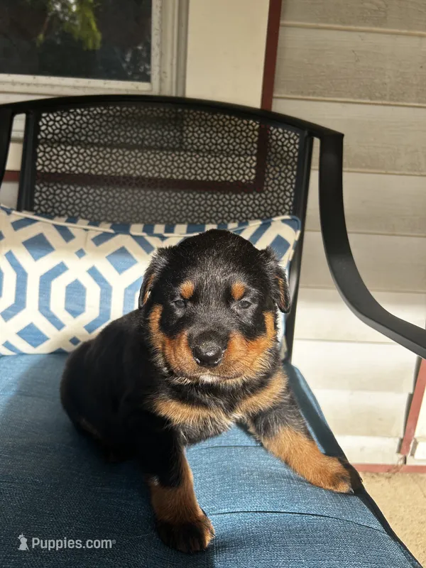 Pink – Rottweiler puppy for sale in Dayton, OH