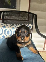 Pink, a female Rottweiler for sale in Dayton, OH – 1 of 2