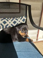 Blue, a male Rottweiler for sale in Dayton, OH – 2 of 2