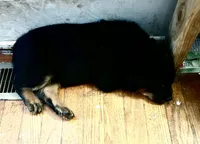 Green, a male Rottweiler for sale in Dayton, OH – 1 of 2