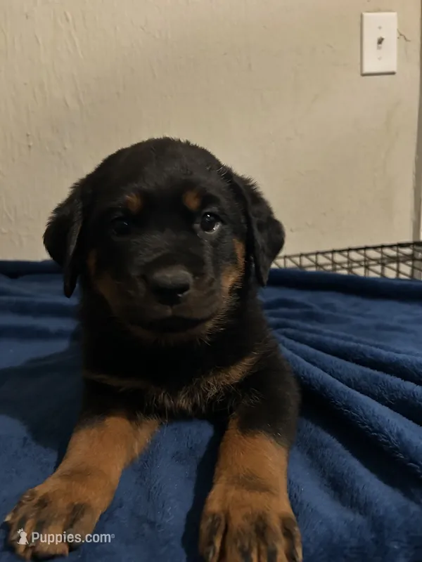 Roxie – Rottweiler puppy for sale in Dayton, OH