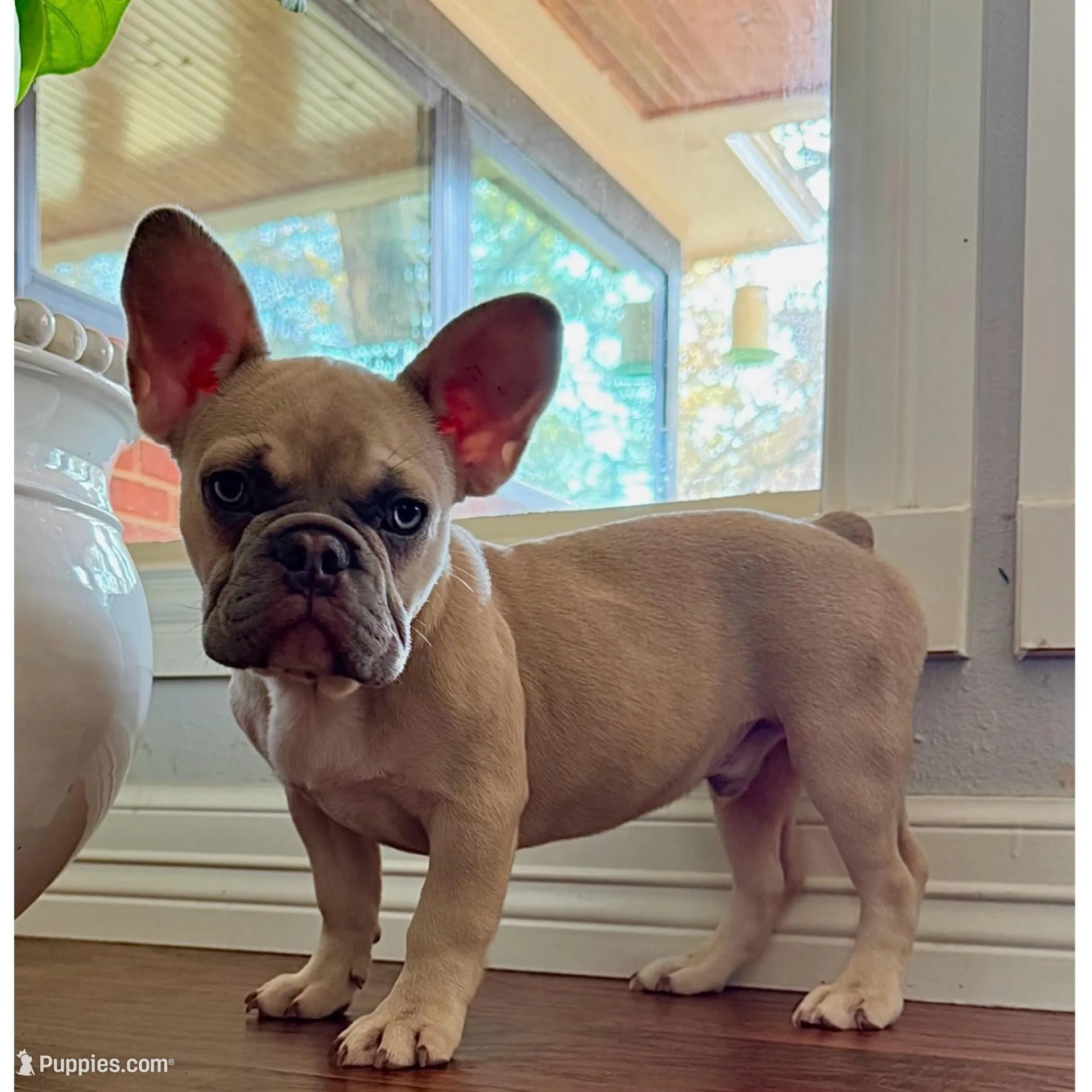 Sir Duke, a male French Bulldog for sale in Houston, TX – Photo 2 of 2