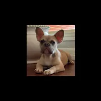Sir Duke, a male French Bulldog for sale in Houston, TX – Photo 1 of 2