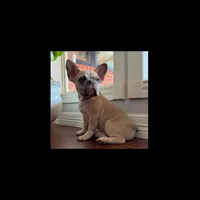 Sire Duke, a male French Bulldog for sale in Houston, TX – Photo 1 of 2