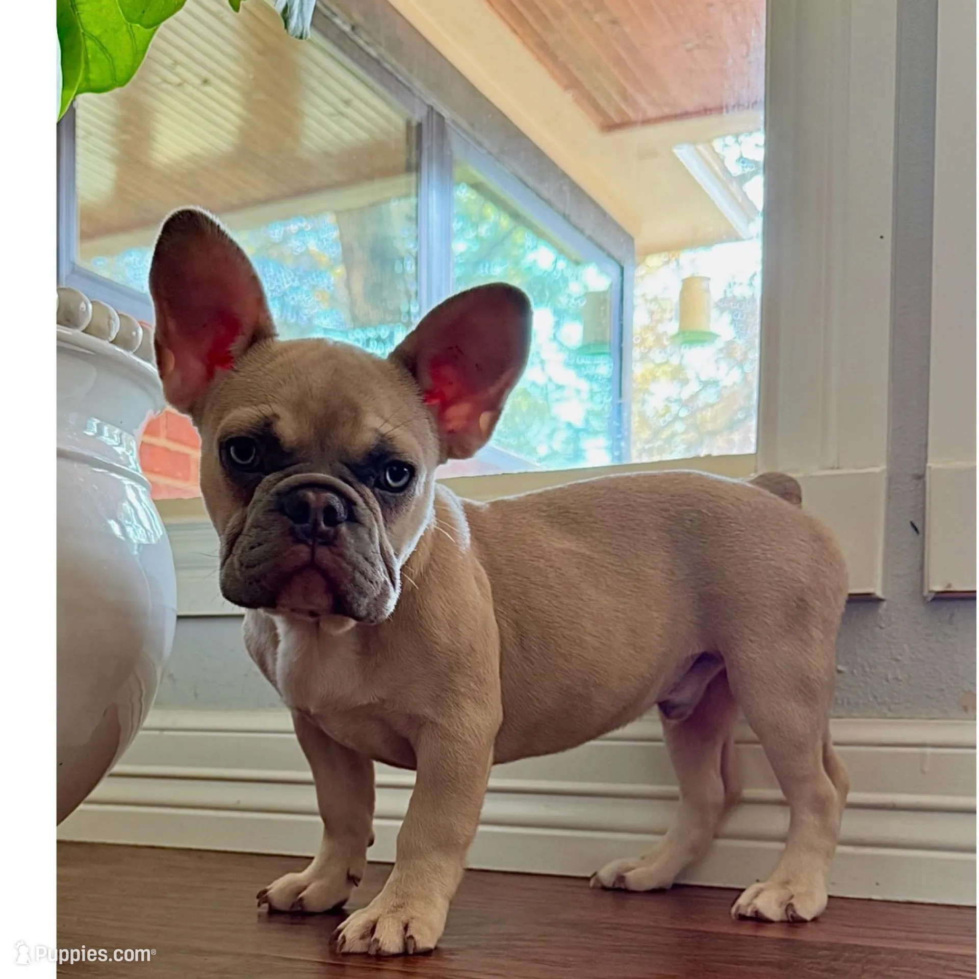 Sire Duke, a male French Bulldog for sale in Houston, TX – Photo 2 of 2