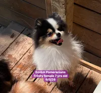 Trinity spayed , a female Pomeranian for sale in Kentucky, KY – 3 of 5