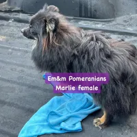 Marlie-spayed, a female Pomeranian for sale in Kentucky, KY – Photo 3 of 8