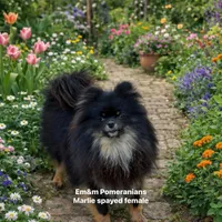 Marlie-spayed, a female Pomeranian for sale in Kentucky, KY – Photo 8 of 8