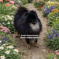 Marlie-spayed, a female Pomeranian for sale in Kentucky, KY – Photo 7 of 8