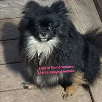Marlie-spayed, a female Pomeranian for sale in Kentucky, KY – Photo 2 of 8