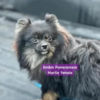 Marlie-spayed, a female Pomeranian for sale in Kentucky, KY – Photo 4 of 8