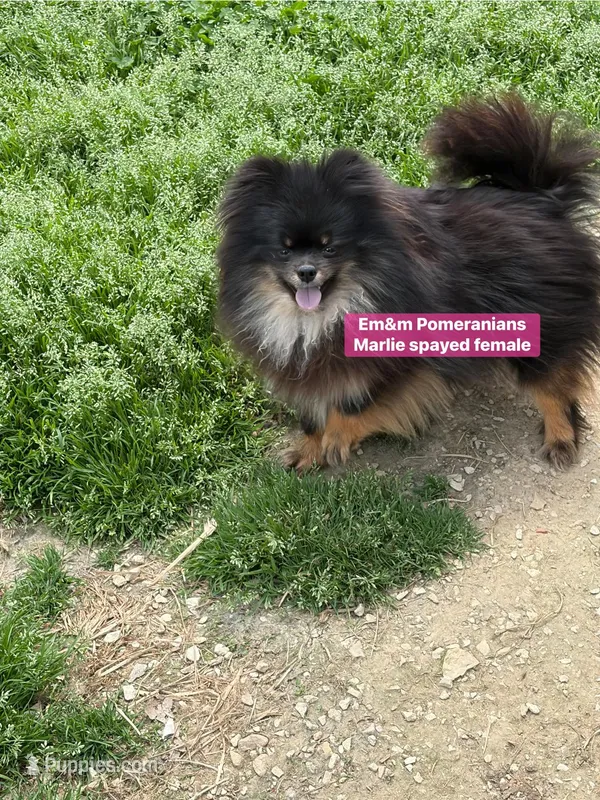 Marlie-spayed – Pomeranian puppy for sale in Kentucky, KY