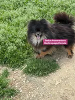 Marlie-spayed, a female Pomeranian for sale in Kentucky, KY – 1 of 7