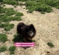 Marlie-spayed, a female Pomeranian for sale in Kentucky, KY – 5 of 7