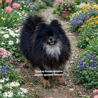 Marlie-spayed, a female Pomeranian for sale in Kentucky, KY – Photo 1 of 8