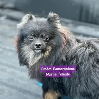 Marlie-spayed, a female Pomeranian for sale in Kentucky, KY – Photo 5 of 8