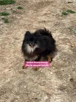 Marlie-spayed, a female Pomeranian for sale in Kentucky, KY – 7 of 7