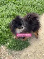Marlie-spayed, a female Pomeranian for sale in Kentucky, KY – 6 of 7