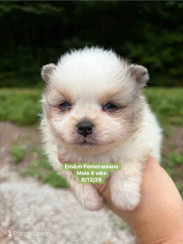 Merle parti blue eyes – Pomeranian puppy for sale in Kentucky, KY