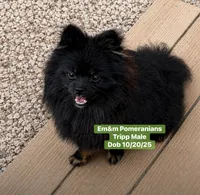 Tripp-neutered before leaving , a male Pomeranian for sale in Kentucky, KY – 1 of 9