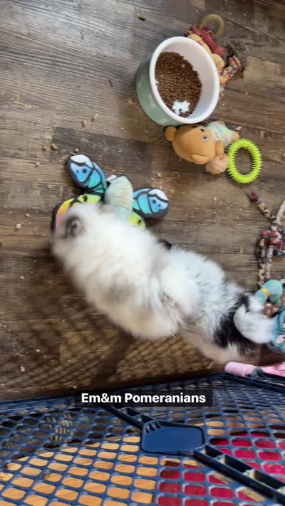 Black parti roan, a male Pomeranian for sale in Liberty, KY – 8 of 8