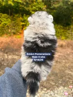 Merle boy, a male Pomeranian for sale in Liberty, KY – 4 of 7