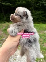 Blue eyed merle girl, a female Pomeranian for sale in Kentucky, KY – 2 of 5
