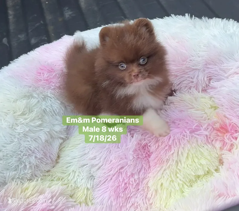 Chocolate boy – Pomeranian puppy for sale in Kentucky, KY