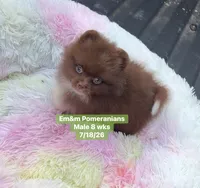 Ready to go Chocolate , a male Pomeranian for sale in Kentucky, KY – 8 of 10