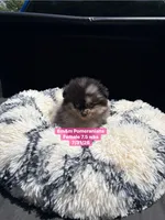 Merle, a female Pomeranian for sale in Kentucky, KY – 3 of 4