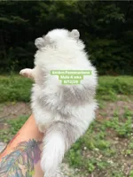 Merle parti blue eyes, a male Pomeranian for sale in Liberty, KY – 6 of 8