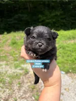 Black & tan, a male Pomeranian for sale in Kentucky, KY – 1 of 5