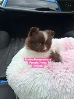 Chocolate parti , a female Pomeranian for sale in Kentucky, KY – 8 of 9