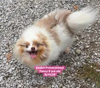 Fancy spayed, a female Pomeranian for sale in Liberty, KY – 3 of 5
