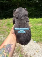 Black & tan, a male Pomeranian for sale in Kentucky, KY – 5 of 5