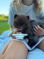 Ready to go Chocolate , a male Pomeranian for sale in Kentucky, KY – 3 of 10