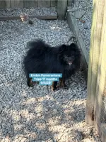 Tripp-neutered before leaving , a male Pomeranian for sale in Liberty, KY – 8 of 10