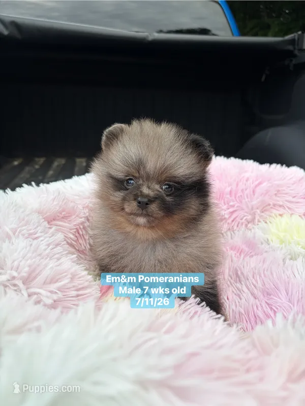 Merle boy Faith – Pomeranian puppy for sale in Kentucky, KY