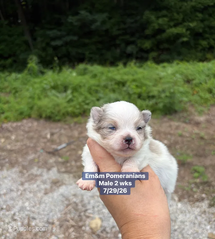 Merle parti – Pomeranian puppy for sale in Kentucky, KY