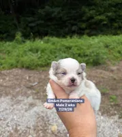 Merle parti, a male Pomeranian for sale in Kentucky, KY – 1 of 4