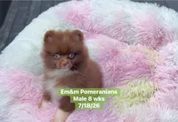 Ready to go Chocolate , a male Pomeranian for sale in Kentucky, KY – 7 of 10