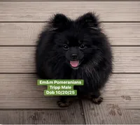 Tripp-neutered before leaving , a male Pomeranian for sale in Kentucky, KY – 8 of 9