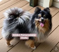 Black & tan, a male Pomeranian for sale in Kentucky, KY – 3 of 5