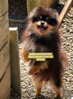 Glory spayed, a female Pomeranian for sale in Kentucky, KY – 4 of 4
