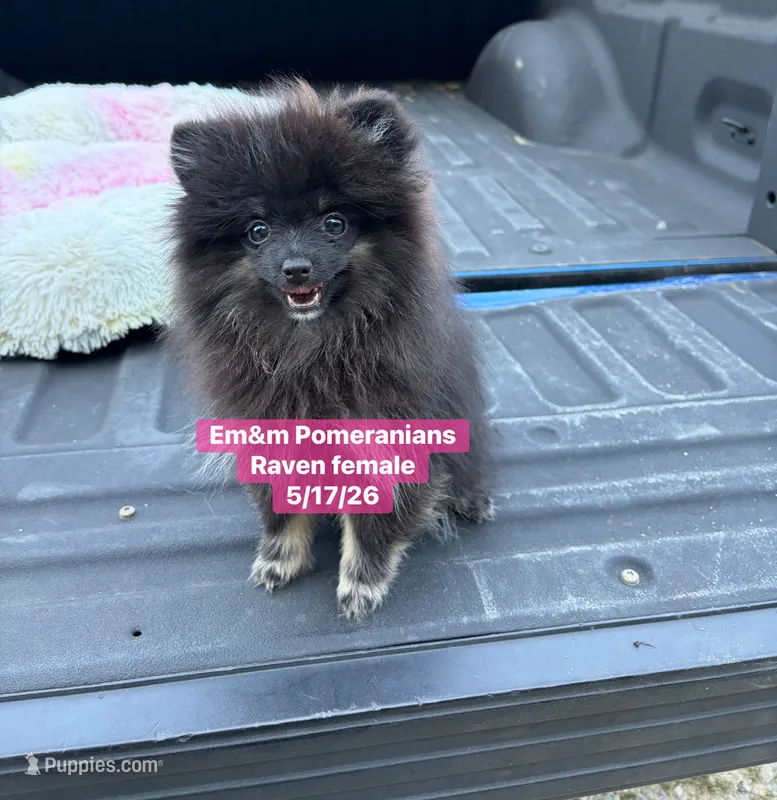 Raven- charting 4 pounds – Pomeranian puppy for sale in Kentucky, KY