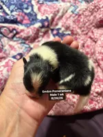 Tri color, a male Pomeranian for sale in Kentucky, KY – 2 of 3